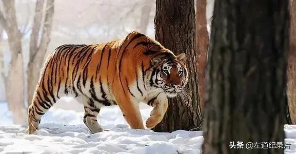 东北虎秒杀藏獒:如果一个成年壮汉勒住东北虎脖颈能将其裸绞致死吗？