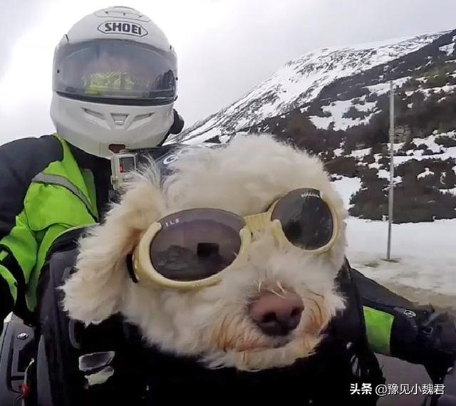 国外格力犬猎兔视频:打猎的狗，有哪些品种值得推荐？