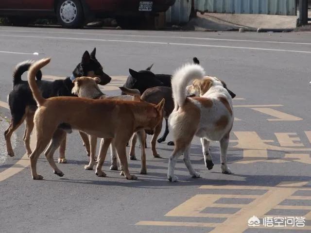 中华雀鸟论坛宠物地带:宠物与人之间的矛盾日益加剧！你认为其根源是什么？