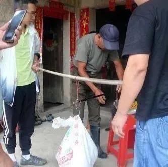 水蚺蛇图片:世界第一巨蛇真实照片水蚺 巨蟒有多可怕？普通人在野外遇到巨蟒该如何求生？