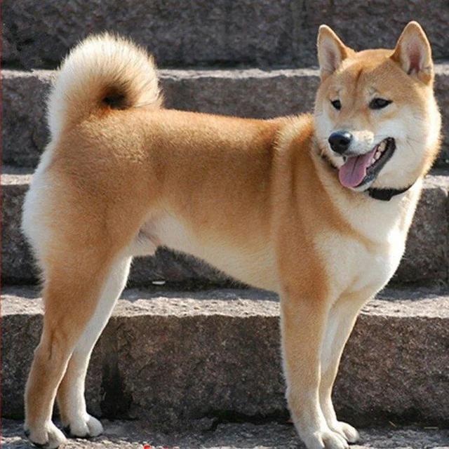 藏獒吃人事件:你知道藏獒犬不适合家养的原因吗？