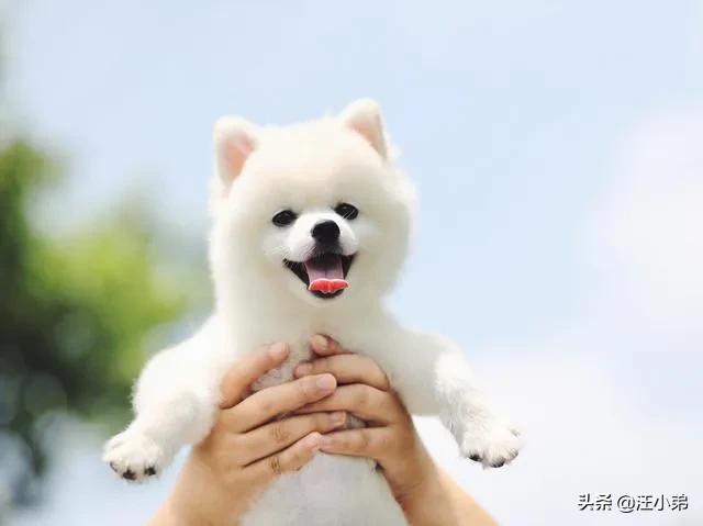 人和狗分开之后，狗狗还会记得以前的主人吗？插图72