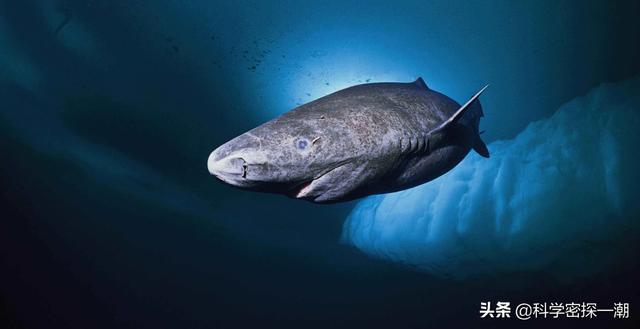 鱼的寿命有多久？有没有人见过鱼老死？插图32