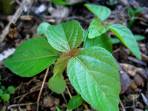 健倍达枸杞叶茶(代用茶),常吃枸杞对身体有什么好处？该怎么食用？