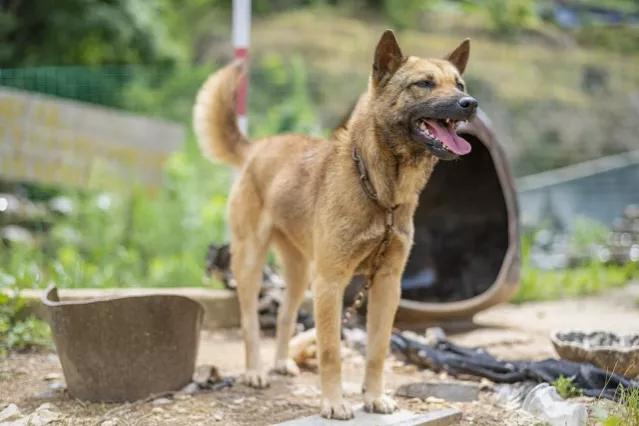 澳洲野犬 百科:农村的土狗为什么晚上不要睡觉，白天也很少睡觉？