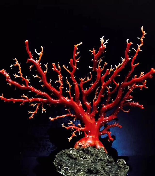 红珊瑚为什么越来越贵？插图6
