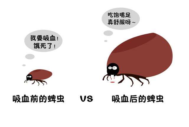 猫蜱虫叮咬后伤口图片:河南信阳3人因蜱虫病逝，曾为去世者穿寿衣，夺命蜱虫如何自救？