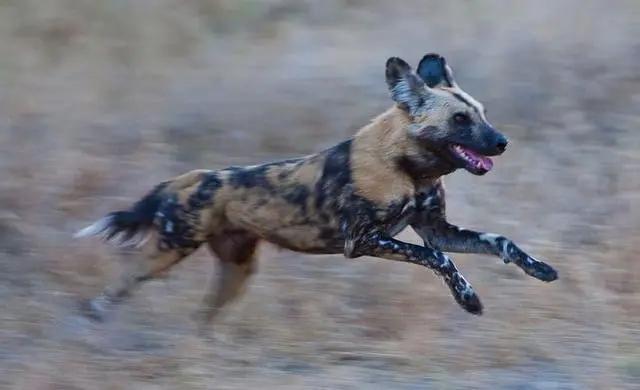 野狗交配:成年非洲野狗与成年比特犬关在十平米房间生死斗，谁会胜出？