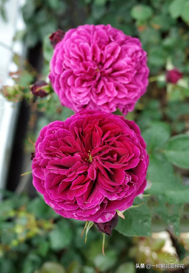最香的几款月季品种是什么？插图115