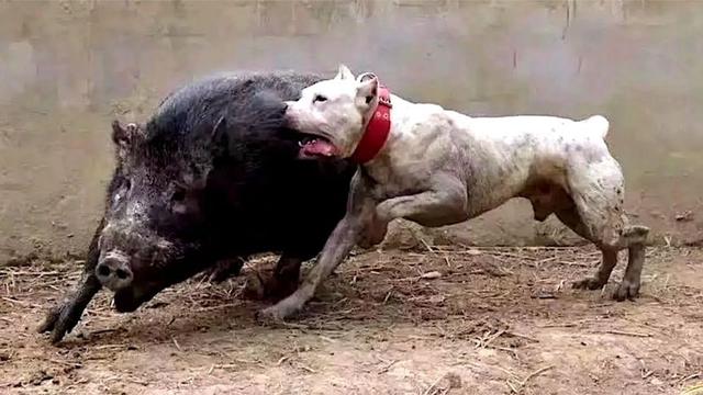英国猎狐犬狩猎视频:价值6万的猎犬被咬死，人类出马组建狩猎队，为何仍制不住野猪？