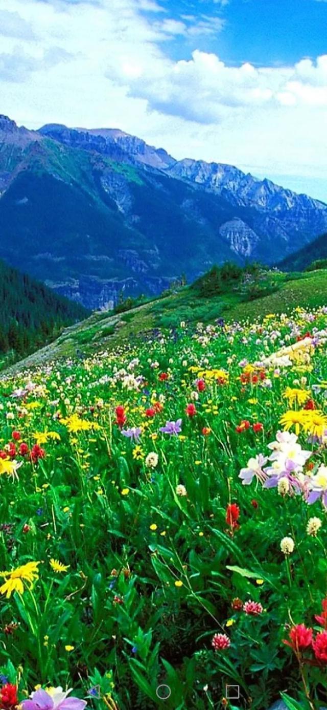 头条问答 - 上联:万紫千红一片绿,下联怎么对?(167个回答)