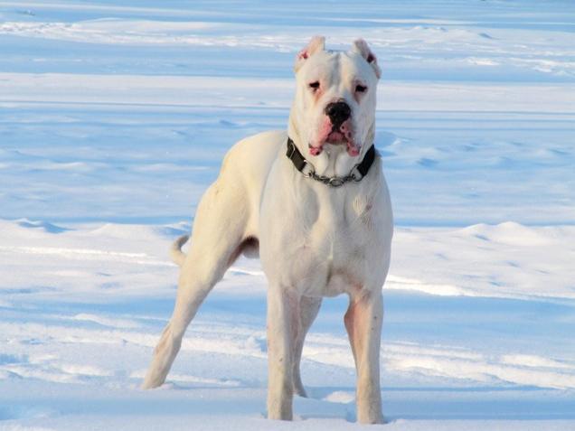 比特犬图片:地球上被禁养的10种猛犬，藏獒的战斗力能否干过狼？ 纯种比特犬图片