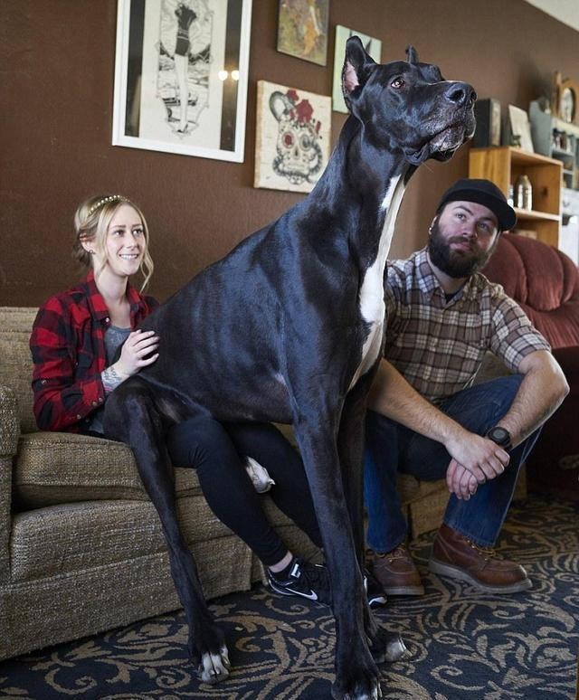 坎高犬vs土佐:世界上品种最大的狗，可以打得过品种最小的老虎吗？为什么？