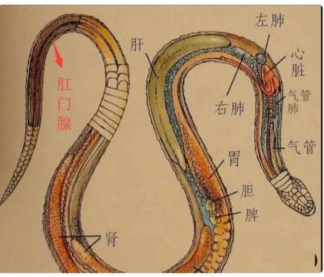 黑眉锦蛇多少一斤:一里菜花蛇，十里无毒蛇。菜花蛇是百蛇之王吗？为何毒蛇会怕它？