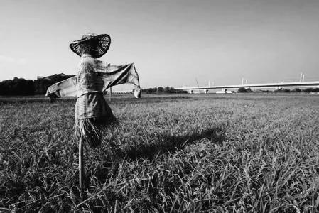 生产队时期,负责“看青”的都是什么人？有什么待遇？