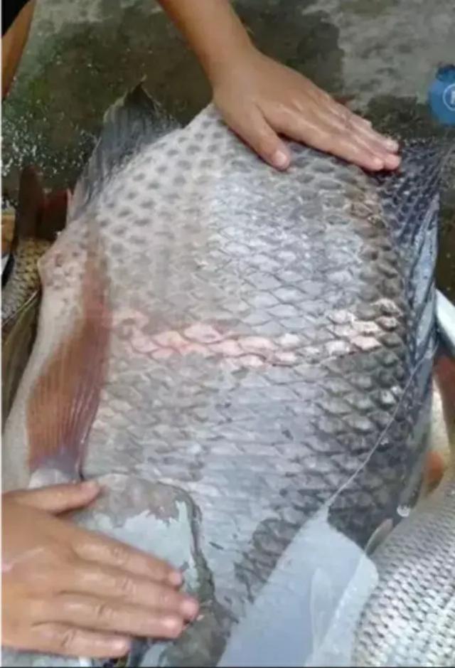海南淡水鱼养殖:海南有多少种海鱼？怎么样？