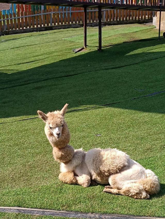 去非洲打工时，为什么很少看见非洲老人？插图45