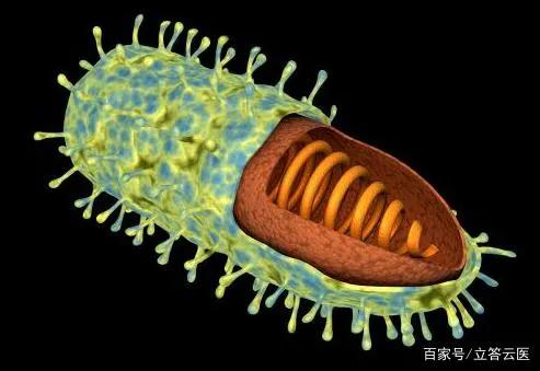 布病终身携带一辈子痛苦:你觉得最令人痛苦生不如死的疾病是什么？为什么？