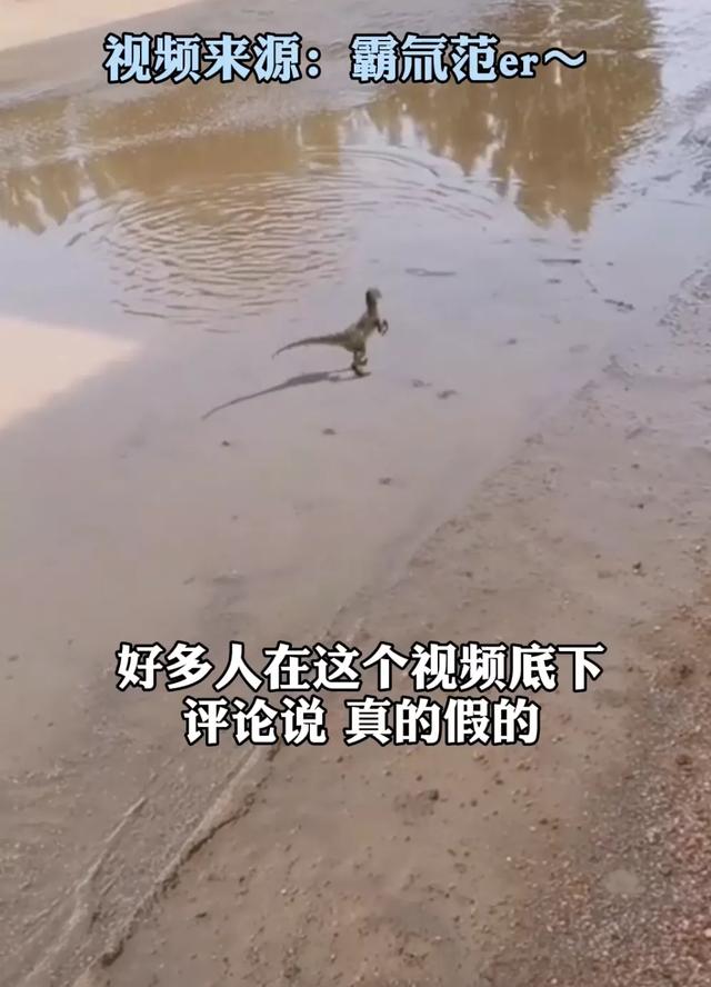 诺里奇梗百科图片:“博物君”无穷小亮为什么那么钟爱解说水猴子？ 诺里奇梗