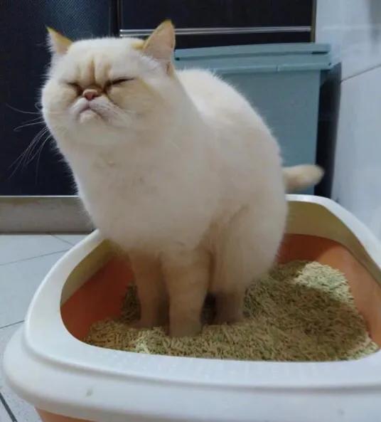 流浪猫和家猫的寿命差:猫咪之中，哪些猫寿命最短？