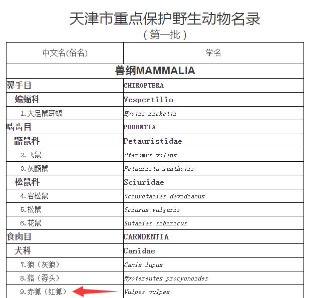 非洲大耳狐:罕见狐狸现身天津！撒娇卖萌，犹如妲己再世，为啥说这不是好事？