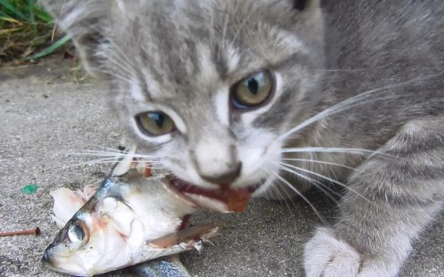 猫吃鱼图片:据说猫很擅长吃鱼且不会被鱼刺卡到，这种说法有科学依据吗？