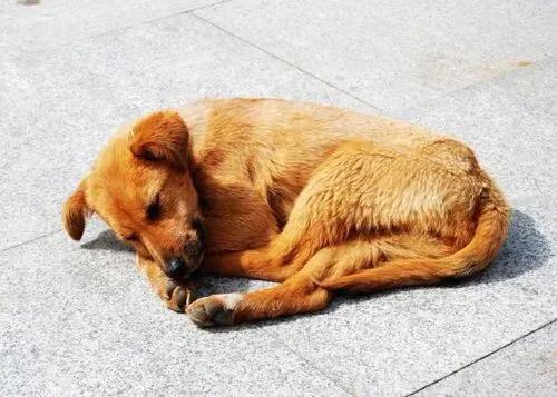 狗的寿命有多长:犬一般寿命是多少?最大能活多少岁?大型犬还是小型犬的寿命长？