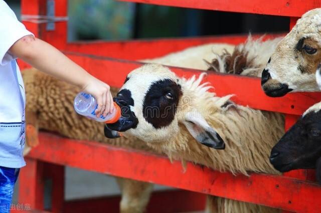 属羊2022年运势完整版,2022年养羊形势怎么样？还能赚钱吗？