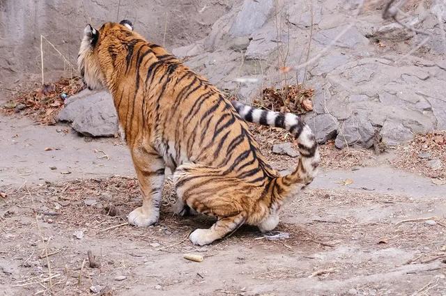 老虎埋自己的便便吗？插图5