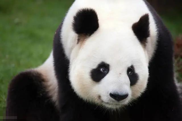 四川曾到处是老虎，大熊猫为何没有被吃绝？插图18