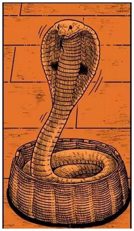 王锦蛇市场价:山东临沂捕获的眼镜王蛇，到底有多可怕？