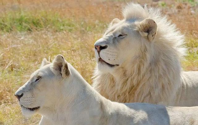 白虎狮子(白狮为什么灭绝)_经验妙招5_经验妙招_小高教学网