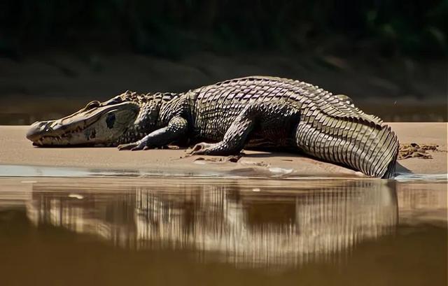 水懒英语:为什么说水獭是水中平头哥，在亚马逊河谁能打的过水獭，为什么？