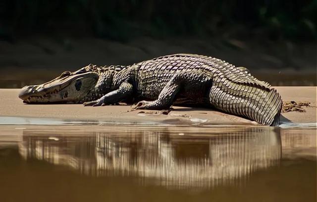 水獭是不是猫科动物:为什么说水獭是水中平头哥，在亚马逊河谁能打的过水獭，为什么？