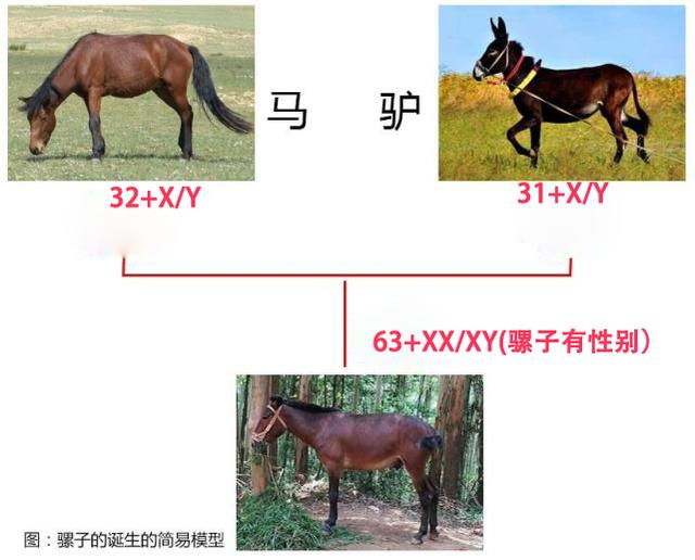 生下鲸豚兽:同样是打破生殖隔离，为什么骡子怀孕必死，而狮虎兽却能生育？