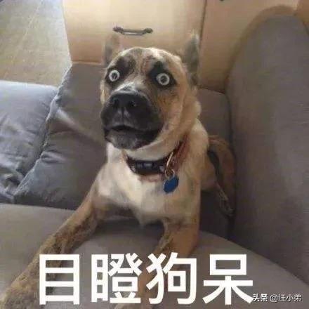 狗狗每晚都过来上我视频在线看:主人不在家时，宠物狗会不会想主人呢？