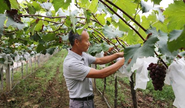 葡萄树的害虫有哪些:为什么今年葡萄上的蚧壳虫特别多？