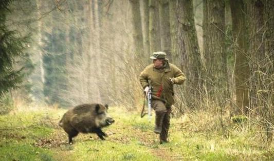 英国猎狐犬狩猎视频:哈利犬好不好养哈利犬还是比较好养的狗狗？