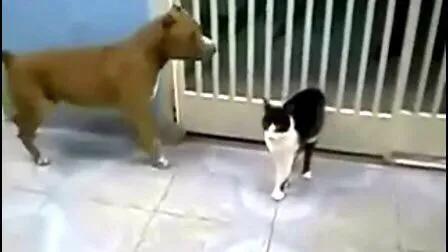 猫和狗打架、为什么猫那么厉害？
