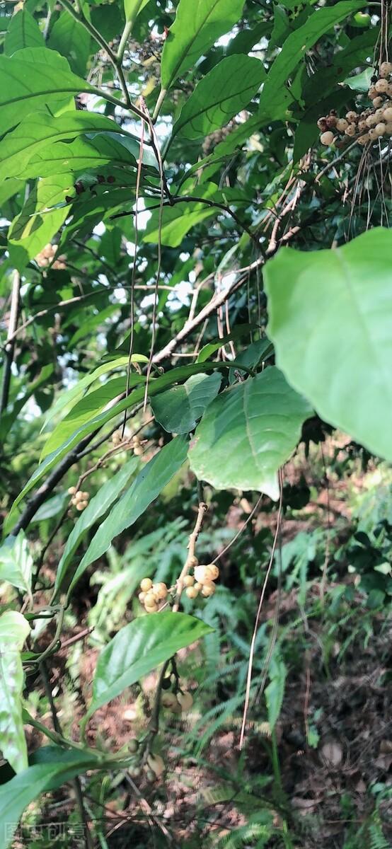 五指毛桃,小叶好还是大叶好?