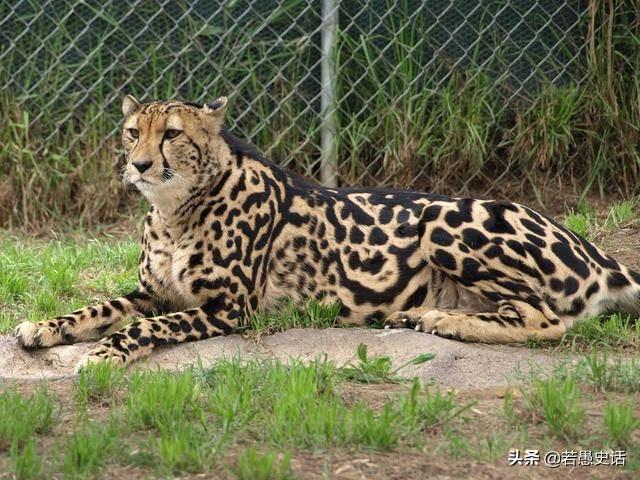 明武宗行事荒诞还建了豹房，是真的吗？他想做什么？插图14