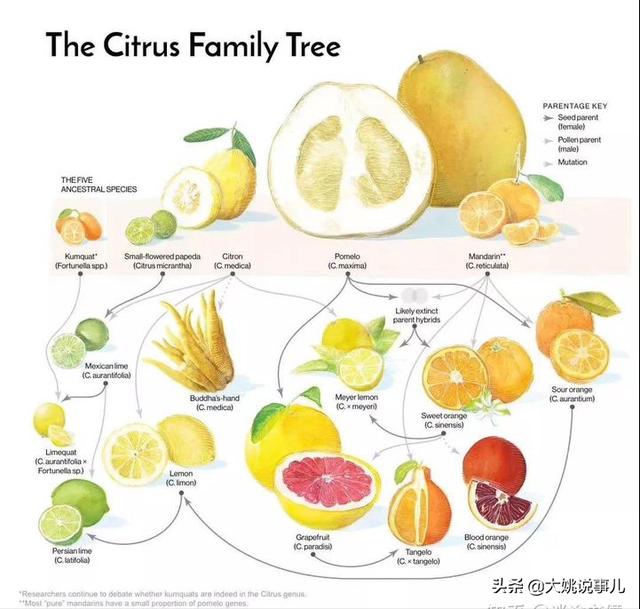 为什么柚子和橘子杂交会有可育的橙子植物间没有生殖隔离吗