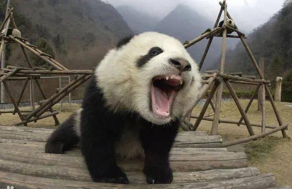 熊猫是食肉动物吗，熊猫在熊科动物中战斗力能排第几
