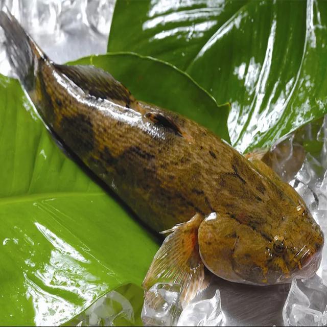 武汉有一种鱼叫土憨巴,你知道是什么鱼吗?-惠修网