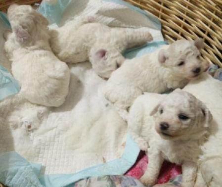 为什么有人说最好不要养3个月以内的小奶狗？插图4