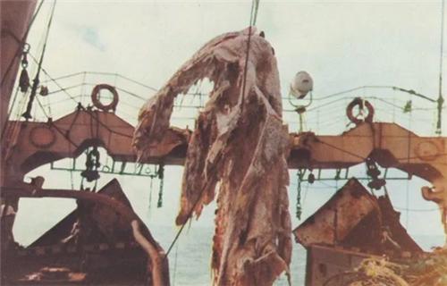 关于龙的真实事件，1977年，日本捕鱼船捞起的海怪，真是濒临灭绝的蛇颈龙吗