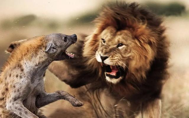 藏獒驴子打架视频播放:大型的纯种藏獒与鬣狗搏斗，无人类干预下，藏獒能打赢吗？