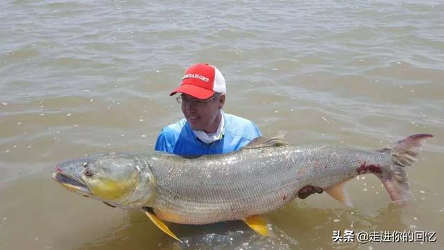 9年前湖中曾出青鱼王212斤:澄江的青鱼为什么那么鲜美？
