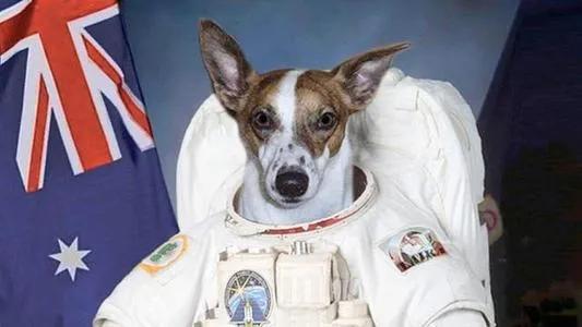 莱卡犬打猎视频:第一只进入太空的狗，在宇宙飘了63年，人类为什么要毒死它？