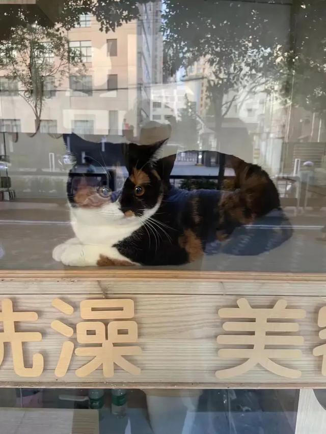 搓手猫卖萌惹人怜:家里有只戏精喵，是怎么一个感受呢？